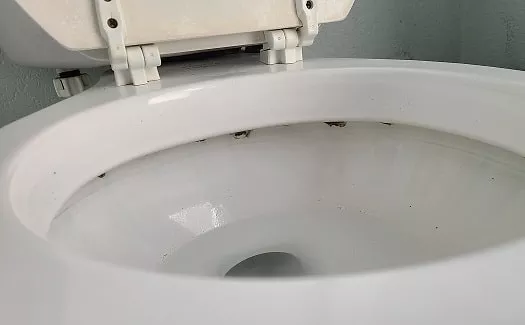 how to get rid of mold in toilet bowl rim