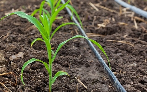 better gardening is a benefit of drip irrigation